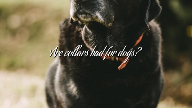 Are collars bad for dogs?