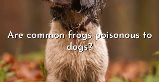 Are common frogs poisonous to dogs?