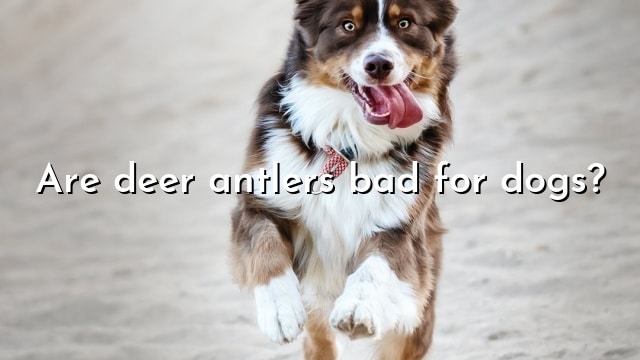 Are deer antlers bad for dogs?