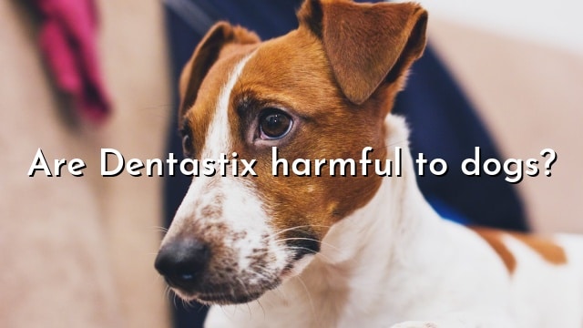 Are Dentastix harmful to dogs?