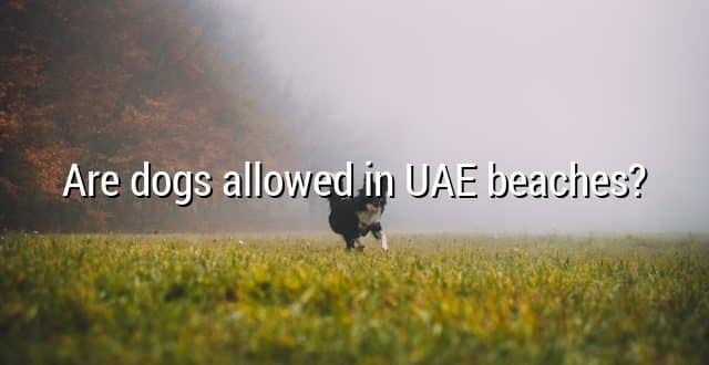 Are dogs allowed in UAE beaches?