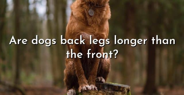 Are dogs back legs longer than the front?
