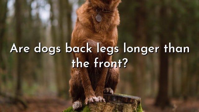 Are dogs back legs longer than the front?