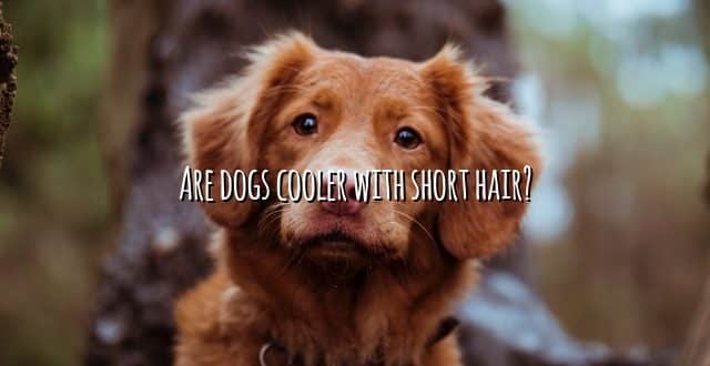 Are dogs cooler with short hair?