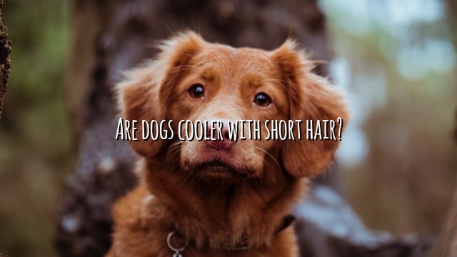 Are dogs cooler with short hair?