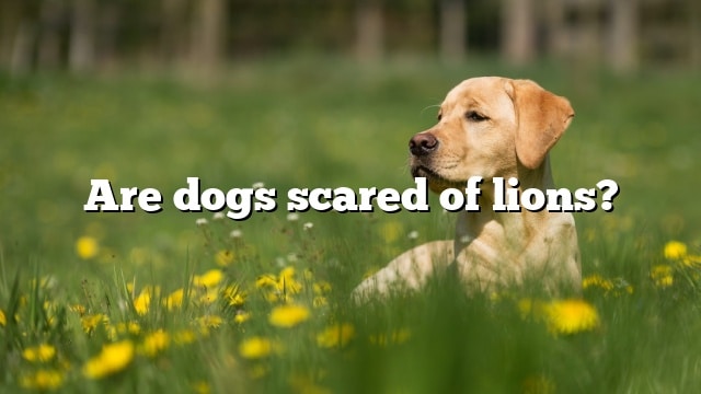 Are dogs scared of lions?