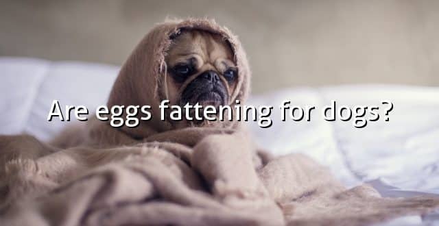 Are eggs fattening for dogs?