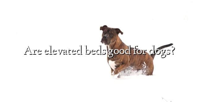 Are elevated beds good for dogs?