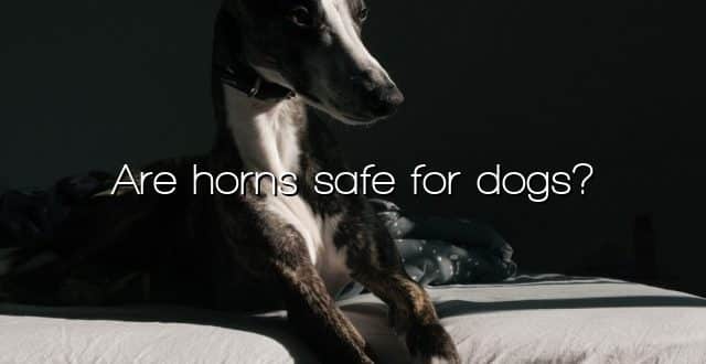 Are horns safe for dogs?