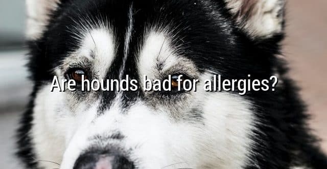 Are hounds bad for allergies?