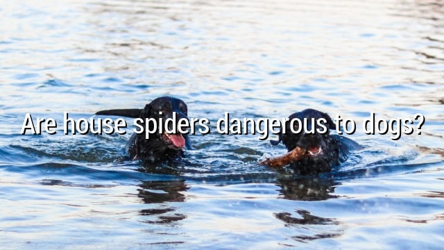 Are house spiders dangerous to dogs?