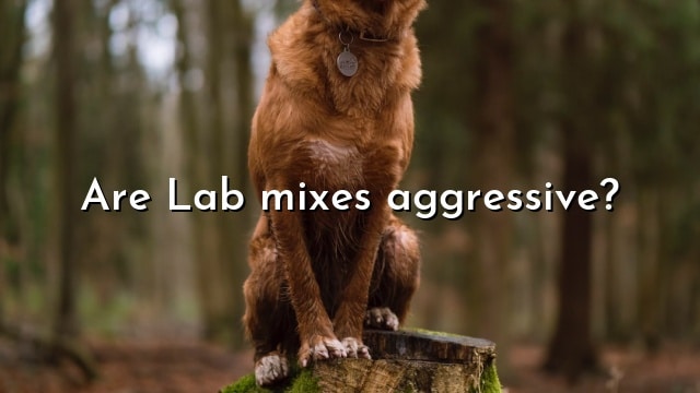Are Lab mixes aggressive?