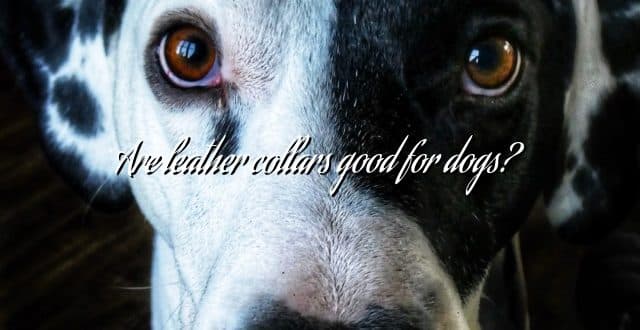 Are leather collars good for dogs?