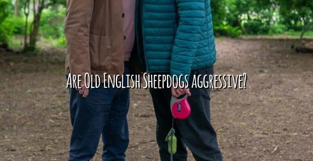Are Old English Sheepdogs aggressive?