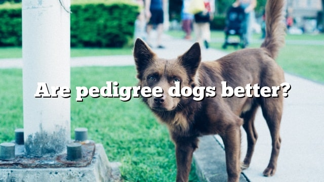 Are pedigree dogs better?