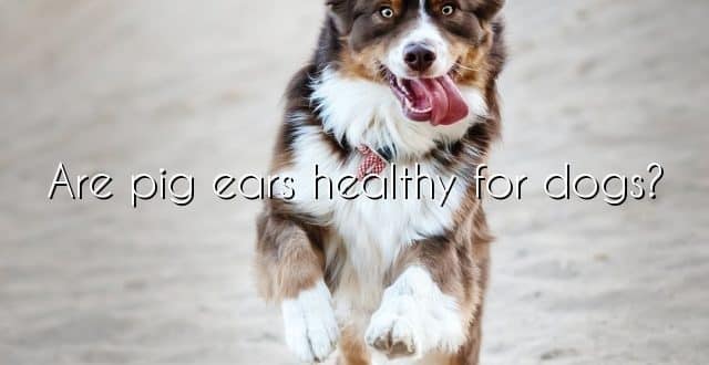 Are pig ears healthy for dogs?