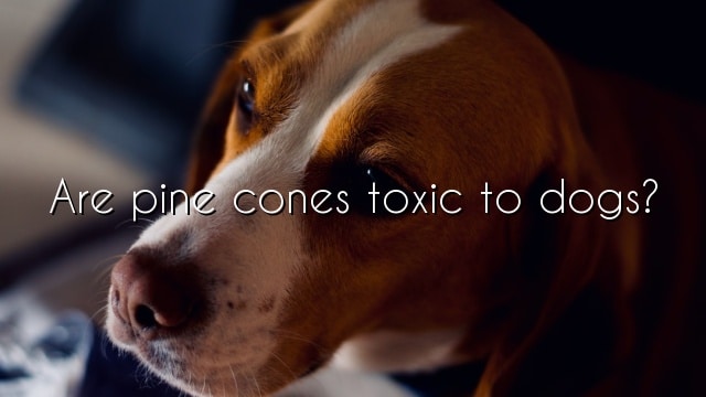 Are pine cones toxic to dogs?