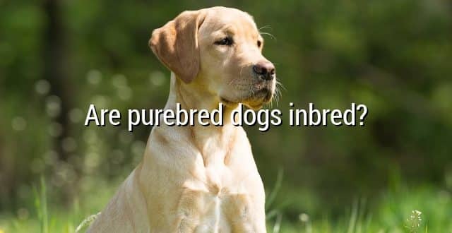Are purebred dogs inbred?