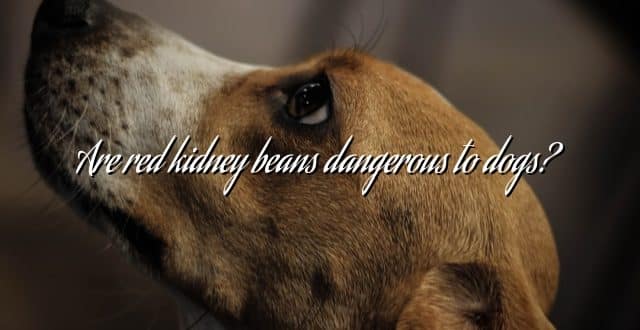 Are red kidney beans dangerous to dogs?