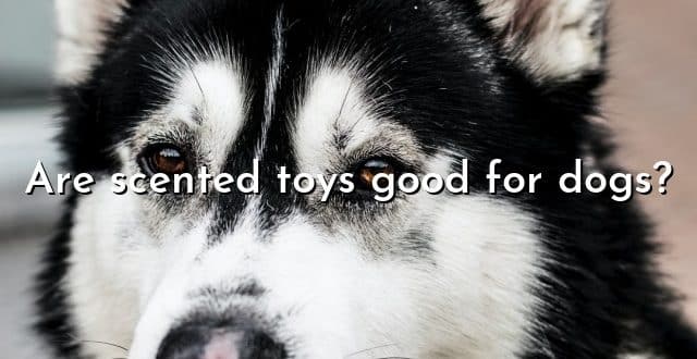 Are scented toys good for dogs?
