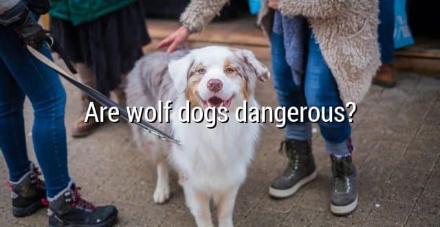 Are wolf dogs dangerous?