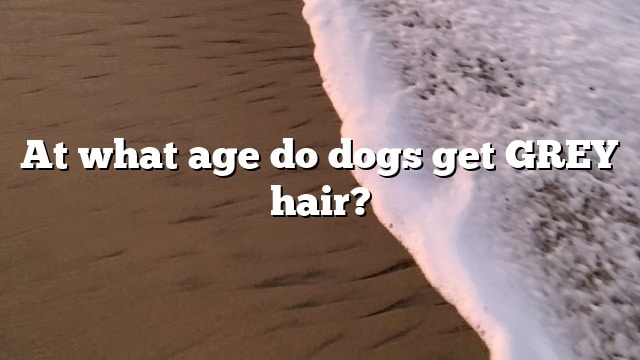 At what age do dogs get GREY hair?
