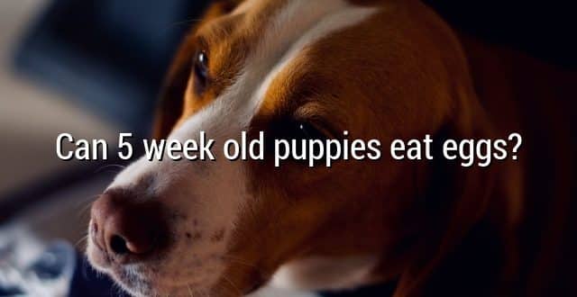 Can 5 week old puppies eat eggs?