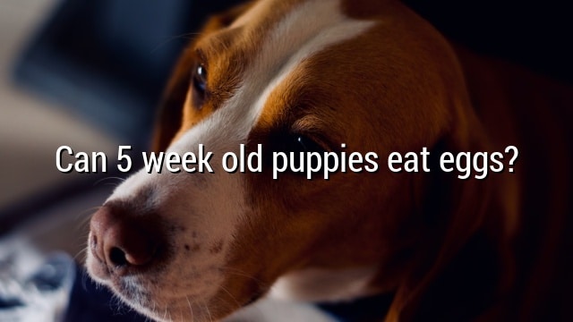 Can 5 week old puppies eat eggs?