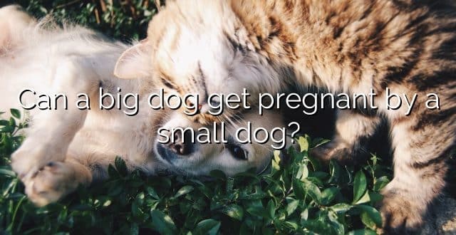 Can a big dog get pregnant by a small dog?