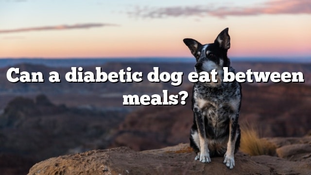 Can a diabetic dog eat between meals?