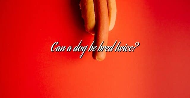 Can a dog be bred twice?