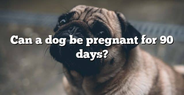 Can a dog be pregnant for 90 days?