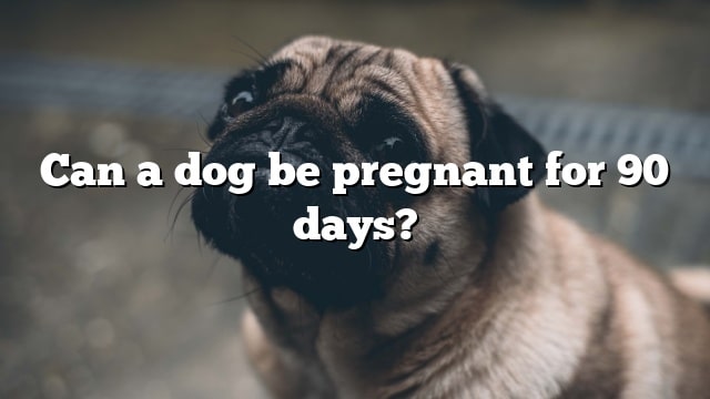 Can a dog be pregnant for 90 days?