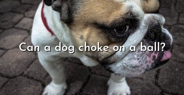 Can a dog choke on a ball?