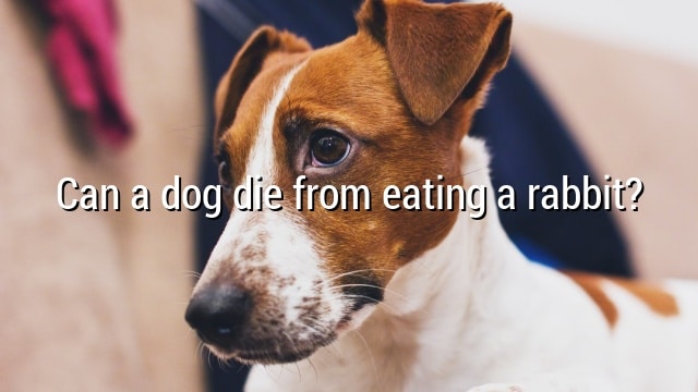 Can a dog die from eating a rabbit?