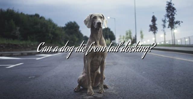 Can a dog die from tail docking?