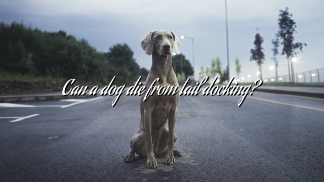 Can a dog die from tail docking?