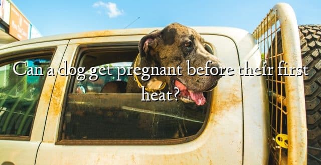 Can a dog get pregnant before their first heat?