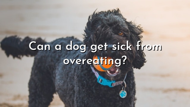 Can a dog get sick from overeating?