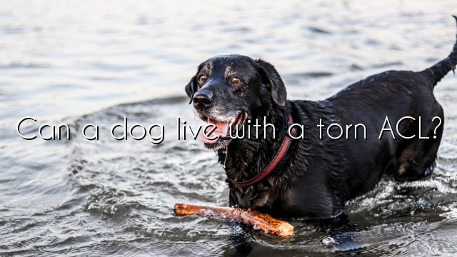 Can a dog live with a torn ACL?