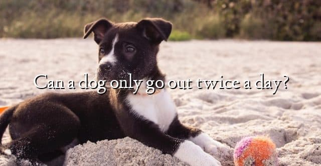 Can a dog only go out twice a day?
