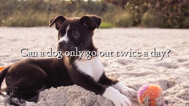 Can a dog only go out twice a day?