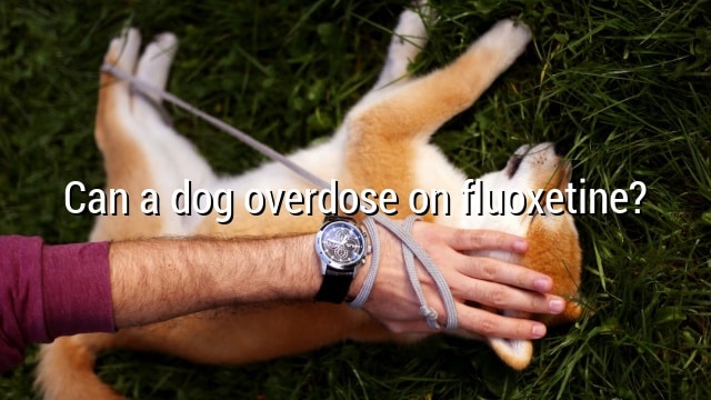 Can a dog overdose on fluoxetine?