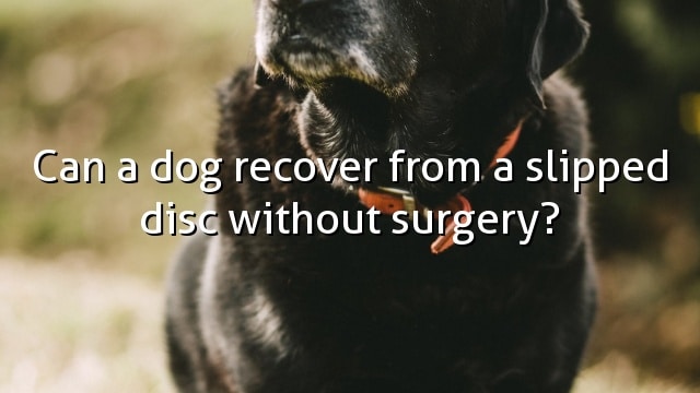 Can a dog recover from a slipped disc without surgery?