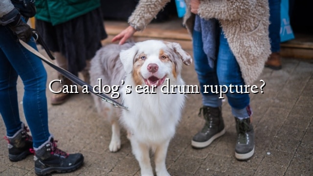 Can a dog’s ear drum rupture?
