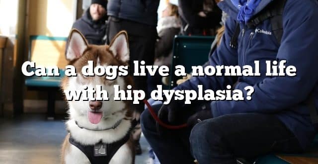 Can a dogs live a normal life with hip dysplasia?