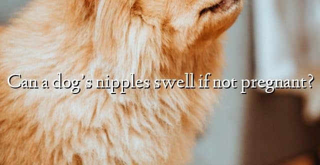 Can a dog’s nipples swell if not pregnant?