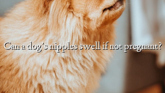 Can a dog’s nipples swell if not pregnant?