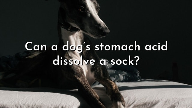 Can a dog’s stomach acid dissolve a sock?