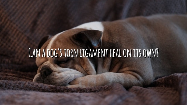 Can a dog’s torn ligament heal on its own?